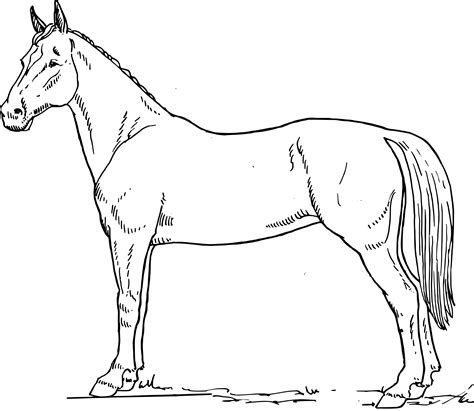 drawing horse outline